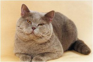 Монастырская кошка